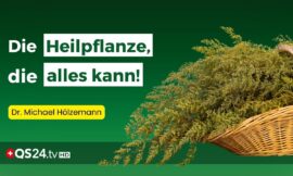 Artemisia Annua: Die „Wunderpflanze“ gegen Malaria und Krebs | Erfahrungsmedizin | QS24