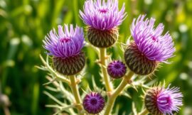 Mariendistel – Ideal für Leber, Galle und Darm