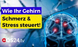 PAG & Grauhirnstamm: Die Schaltzentrale für Schmerz, Stress und Emotionen | Naturmedizin