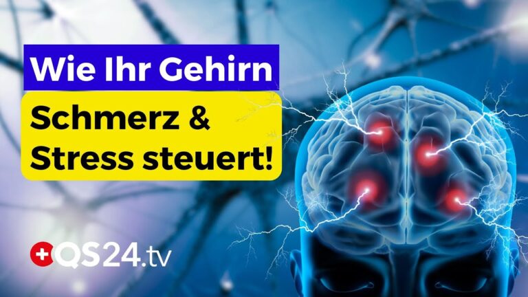 Read more about the article PAG & Grauhirnstamm: Die Schaltzentrale für Schmerz, Stress und Emotionen | Naturmedizin