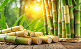 Vereinsnewsletter 2025 – Bambus-Mix,  ExoBDNF und mehr …