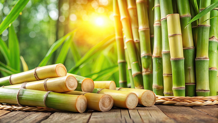 Read more about the article Vereinsnewsletter 2025 – Bambus-Mix,  ExoBDNF und mehr …